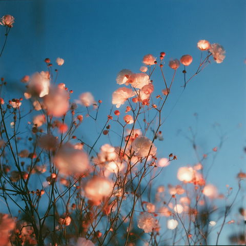 Rinko Kawauchi style (Photographers), Midjourney V8.2