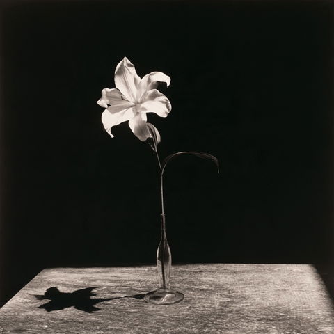 Robert Mapplethorpe style (Photographers), Midjourney V8.2