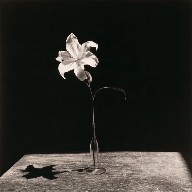 Robert Mapplethorpe style, Midjourney V8.2, render 1 of 4