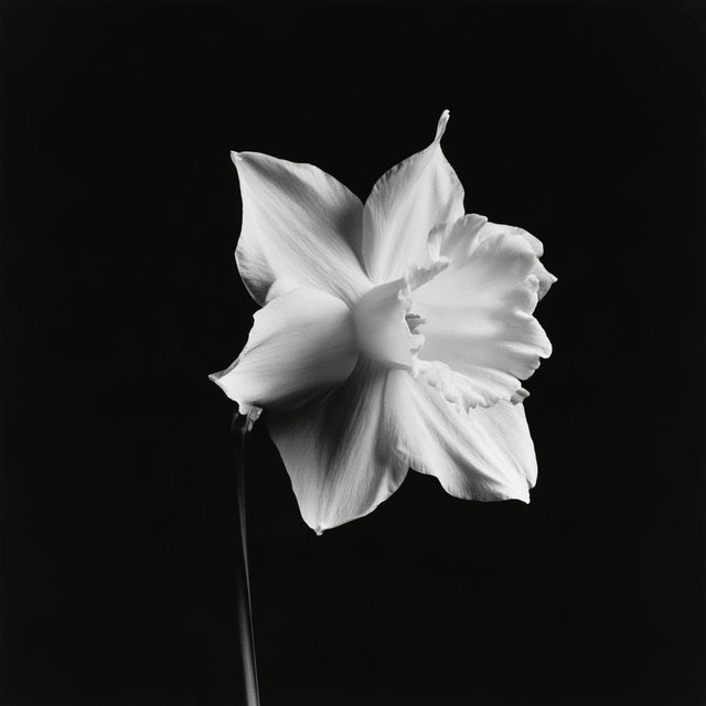 Robert Mapplethorpe style, Midjourney V8.2, render 2 of 4