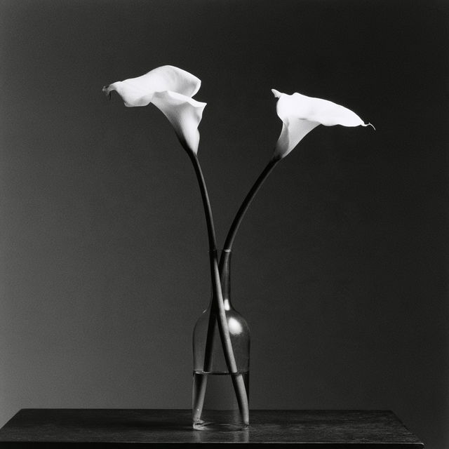 Robert Mapplethorpe style, Midjourney V8.2, render 3 of 4
