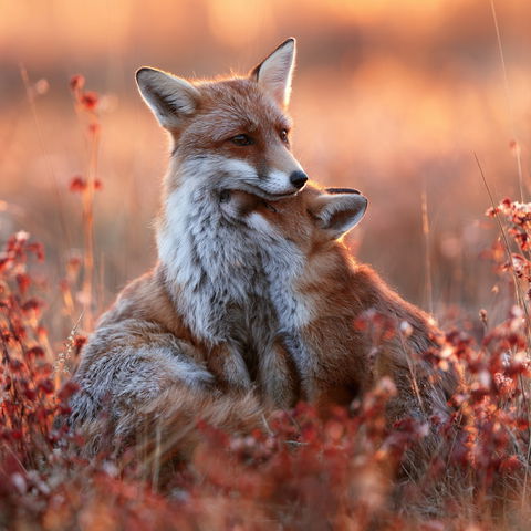 Roeselien Raimond style (Photographers), Midjourney V8.2