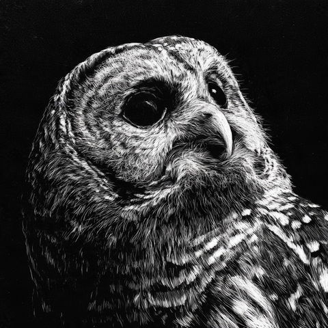 Scratchboard art style (Techniques), Midjourney V8.2