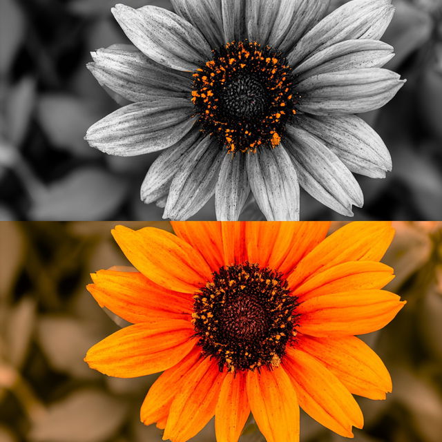 Selective Colouring style, Midjourney V8.2, render 3 of 4