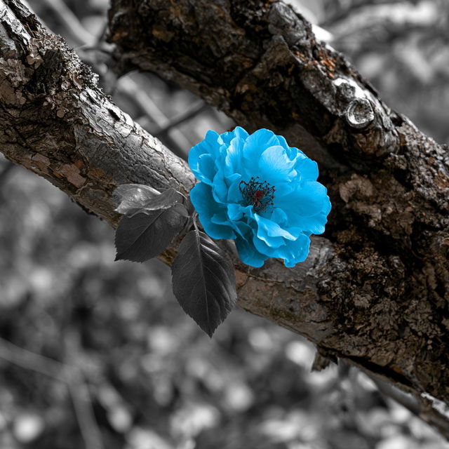 Selective Colouring style, Midjourney V8.2, render 1 of 4