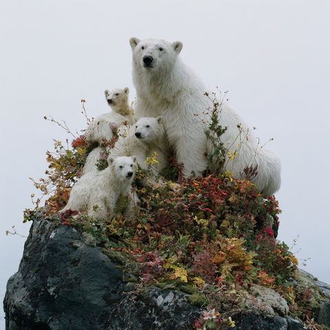 Simen Johan style (Photographers), Midjourney V8.2