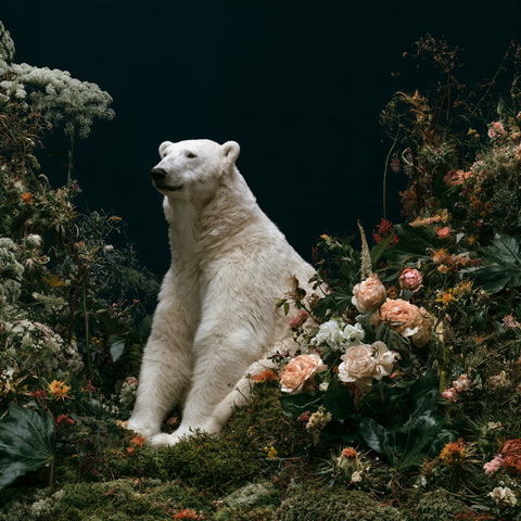 Simen Johan style (Photographers), Midjourney V8.2