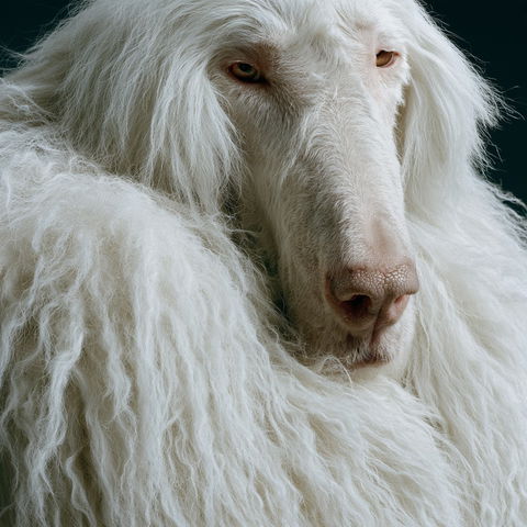 Tim Flach style (Photographers), Midjourney V8.2