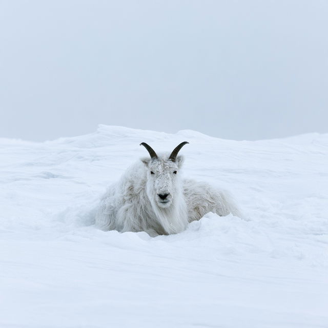 Vincent Munier style, Midjourney V8.2, render 2 of 4