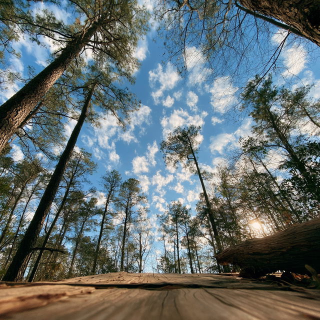 Wide angle lens style, Midjourney V8.2, render 2 of 4