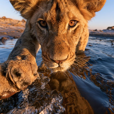 Will Burrard-Lucas style (Photographers), Midjourney V8.2