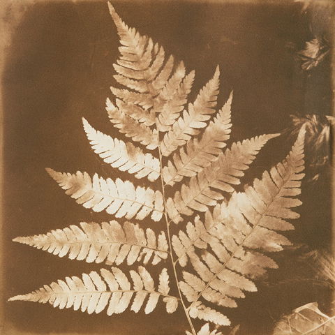 William Henry Fox Talbot style (Photographers), Midjourney V8.2