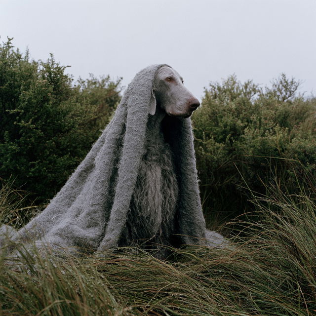 William Wegman style, Midjourney V8.2, render 4 of 4