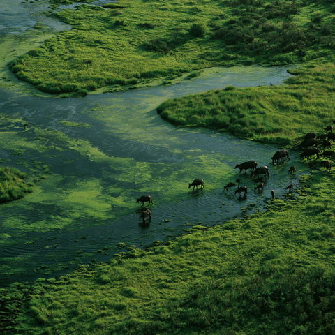 Yann Arthus-Bertrand style (Photographers), Midjourney V8.2